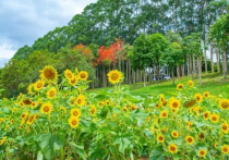 广西现金色向日葵花海，盛花期震撼开启，速来观赏！